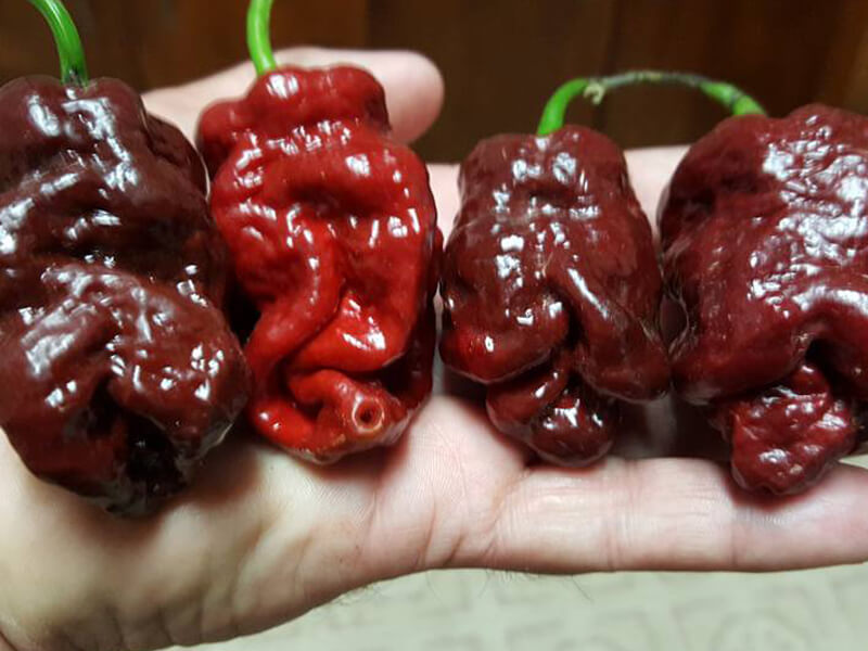 Bhutlah Scorpion Chocolate 1