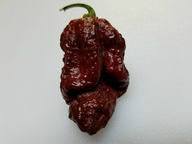 Bhutlah Scorpion Chocolate 2
