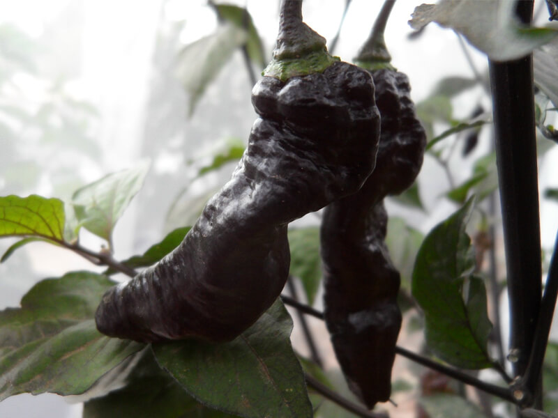 Black Bhut Jolokia 18