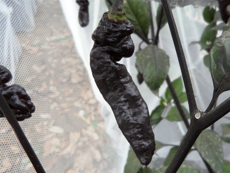 Black Bhut Jolokia 4