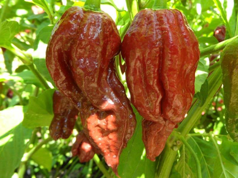 Black Naga 14