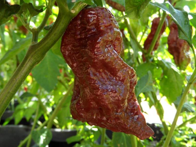 Black Naga 30