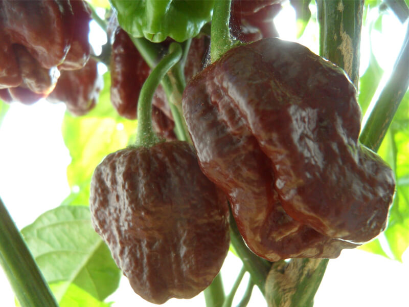 Brown Moruga Scorpion 5