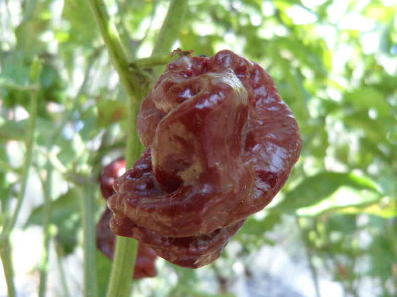 Brown Moruga Scorpion 8