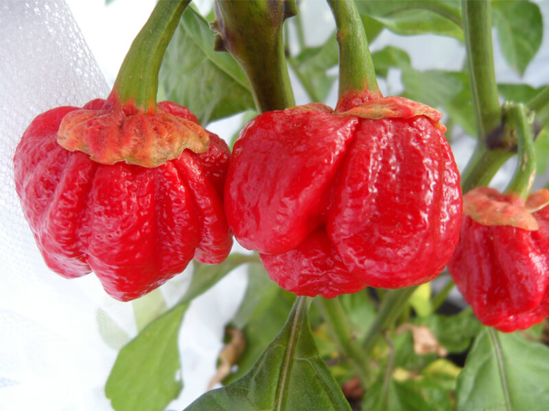 Bubblegum 7 Pot 4