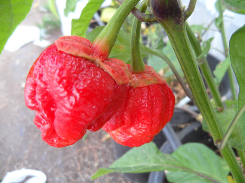 Bubblegum 7 Pot 8