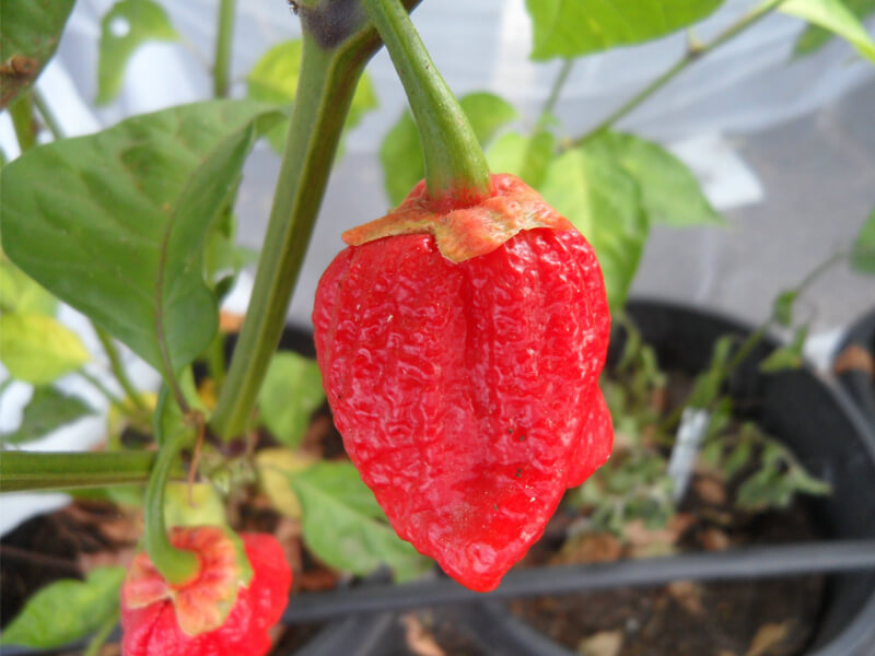 Bubblegum 7 Pot 9
