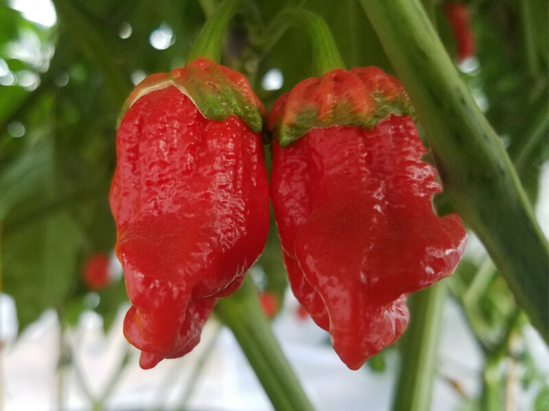 Bubblegum Scorpion