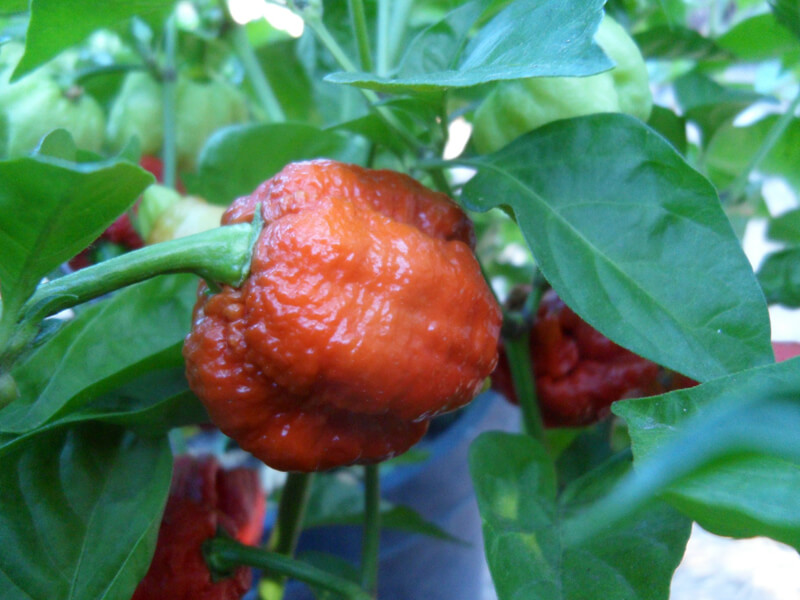 Caramel Morunga Scorpion 7
