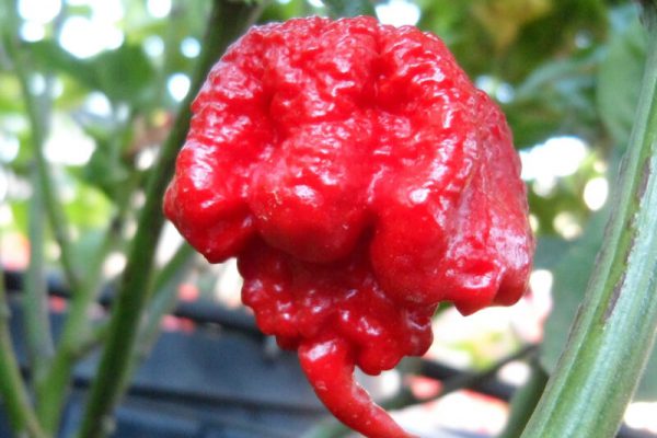 Carolina Reaper 1