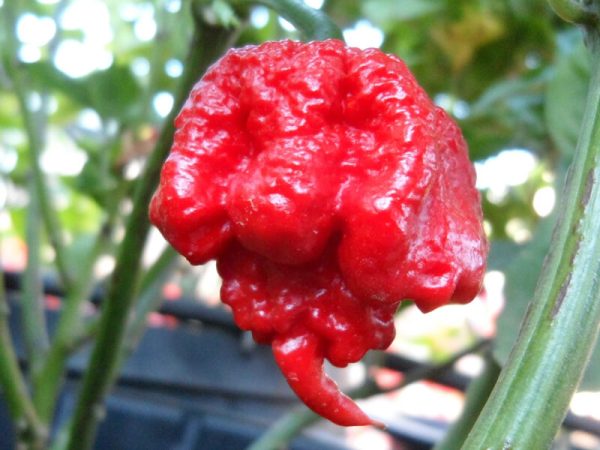 Carolina Reaper 1