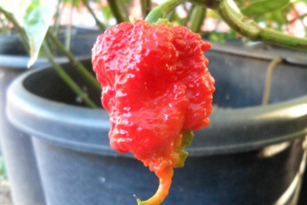 Carolina Reaper 10