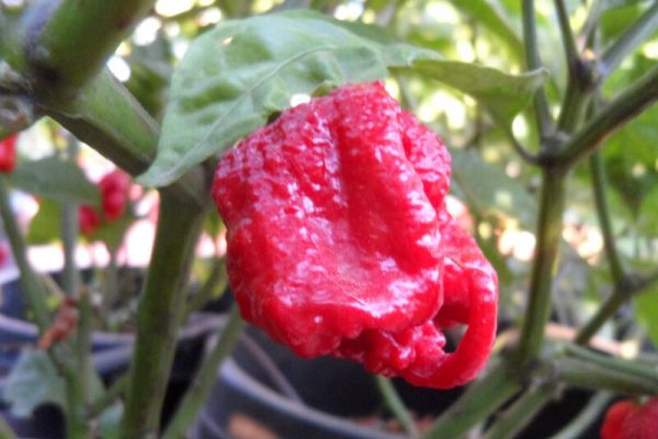 Carolina Reaper 11