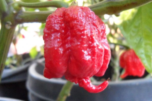 Carolina Reaper 12