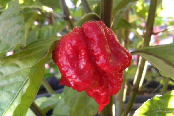 Carolina Reaper 13