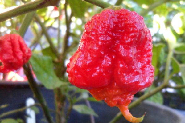 Carolina Reaper 14