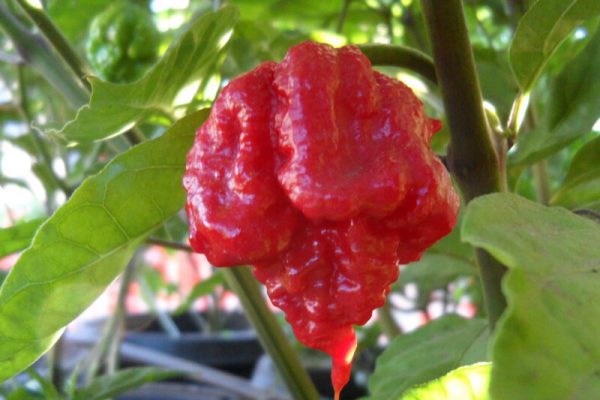 Carolina Reaper 15
