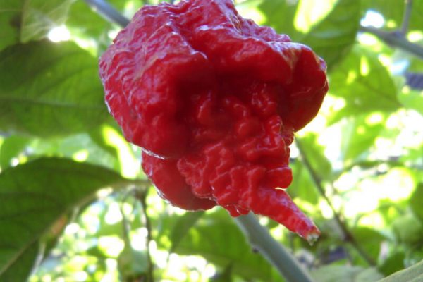 Carolina Reaper 16