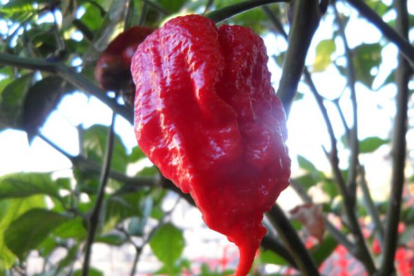 Carolina Reaper 17