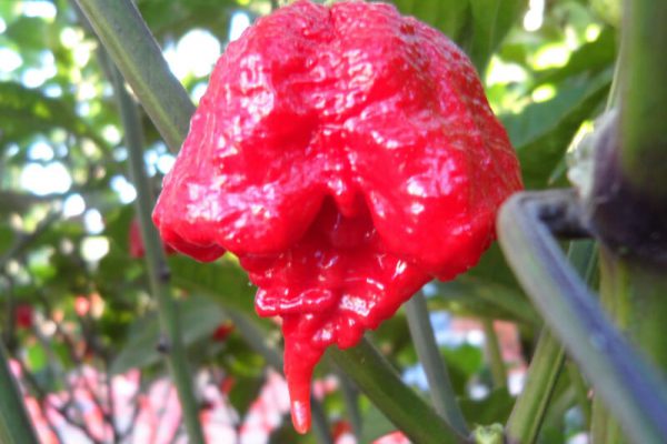 Carolina Reaper 18