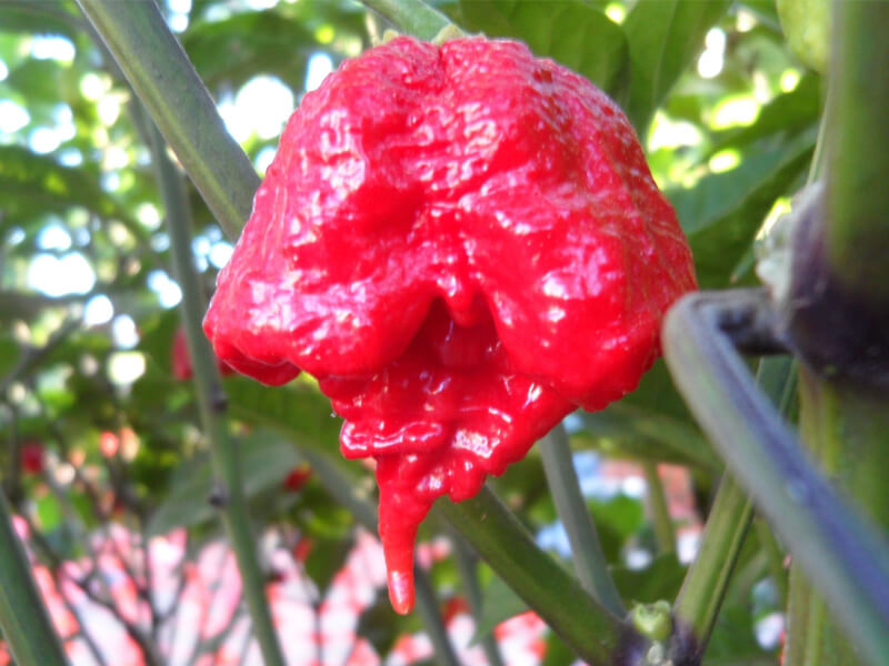 Carolina Reaper 18
