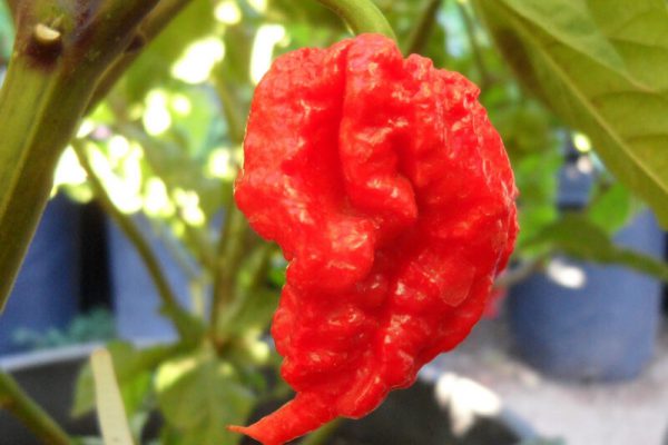 Carolina Reaper 19