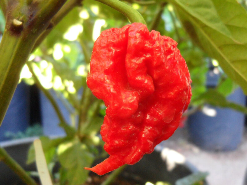 Carolina Reaper 19
