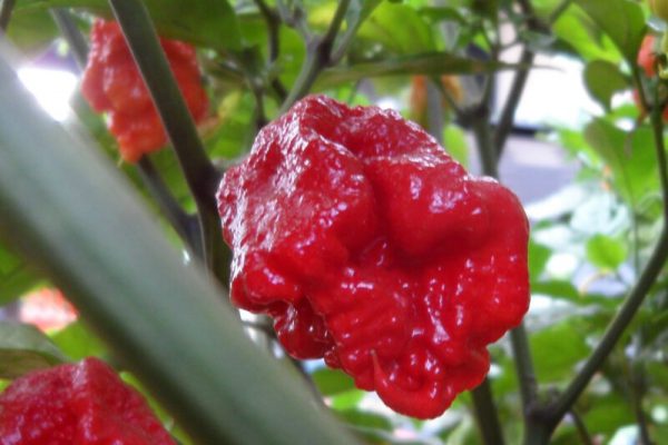 Carolina Reaper 2