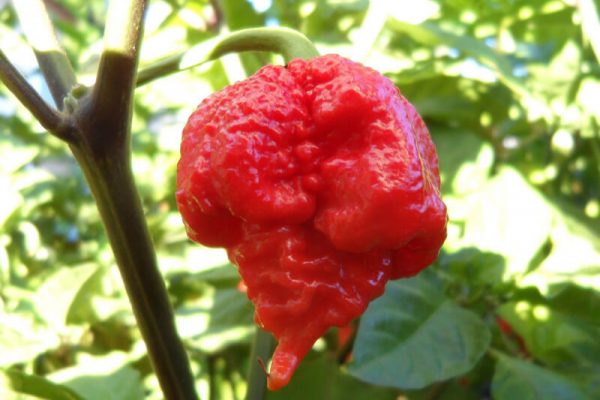 Carolina Reaper 20
