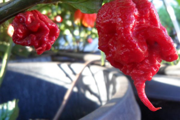 Carolina Reaper 21