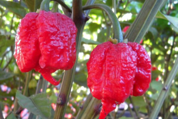 Carolina Reaper 22