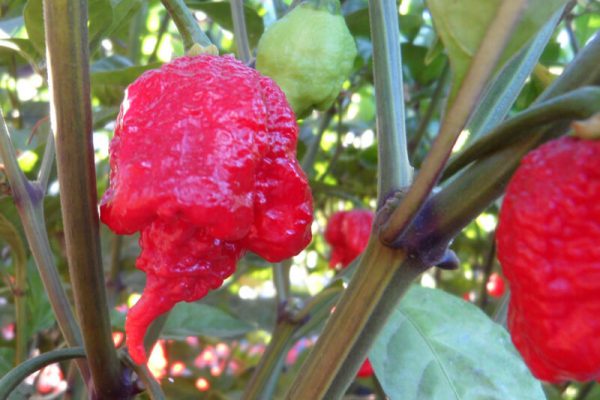 Carolina Reaper 23