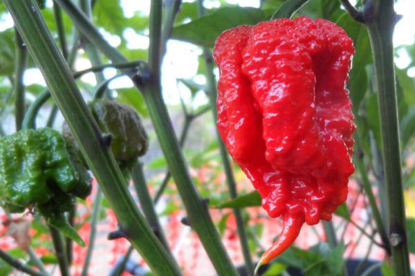 Carolina Reaper 24