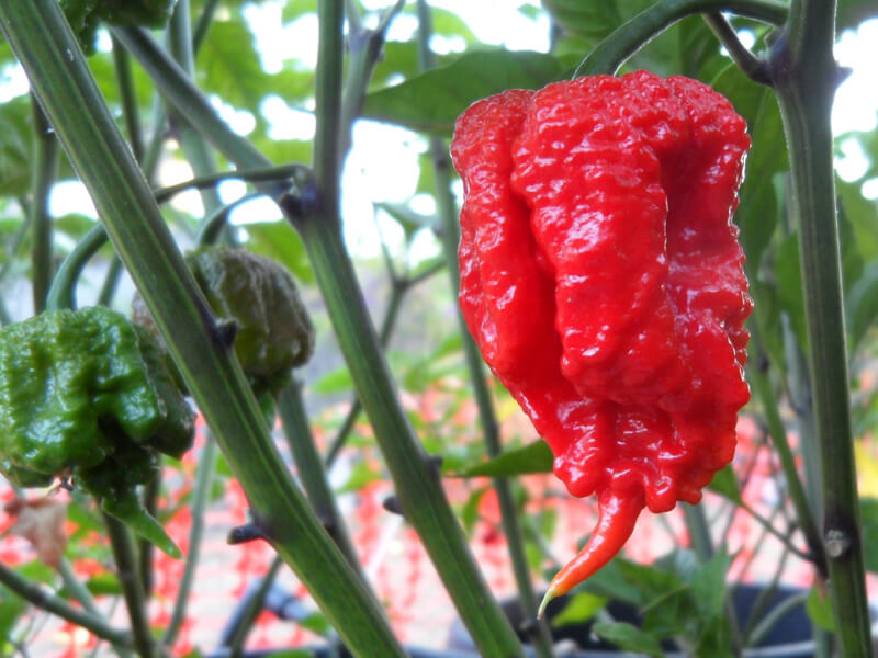 Carolina Reaper 24