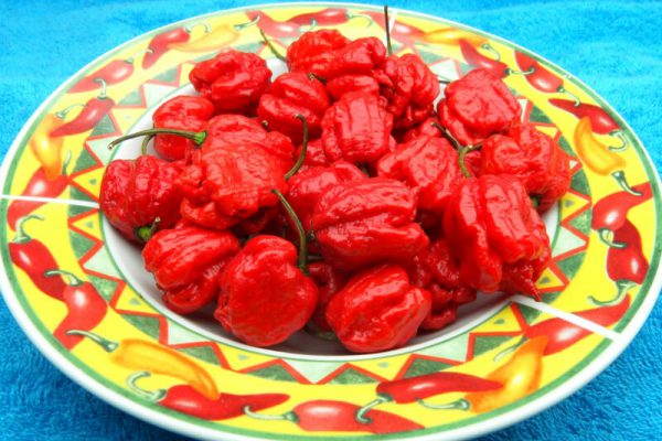 Carolina Reaper 25