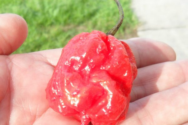 Carolina Reaper 26