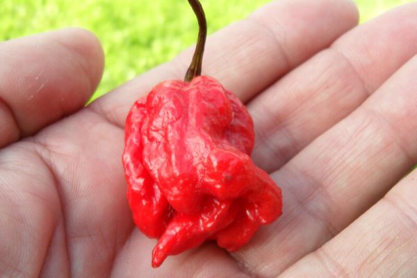 Carolina Reaper 27