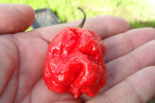 Carolina Reaper 28