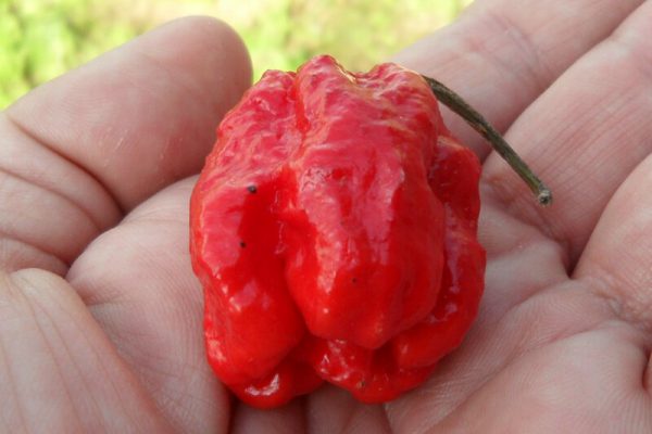 Carolina Reaper 29