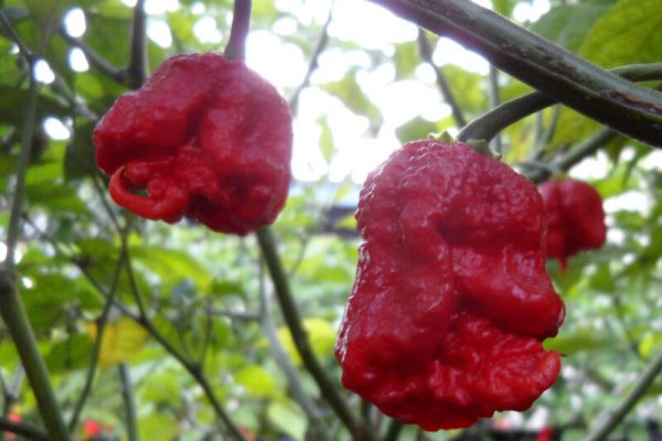 Carolina Reaper 3