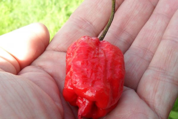 Carolina Reaper 30