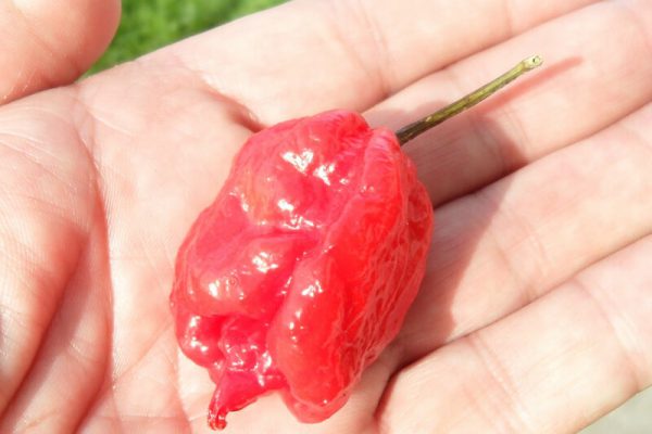 Carolina Reaper 31