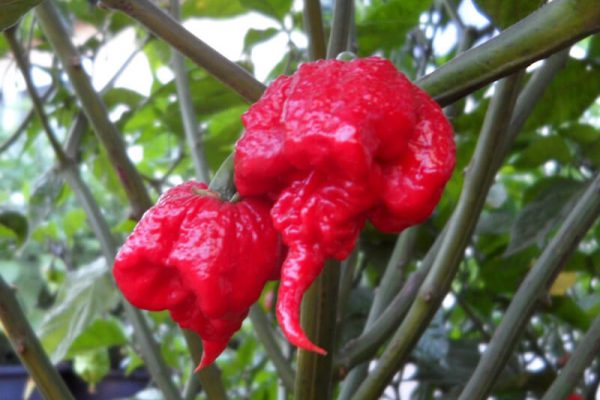 Carolina Reaper 4