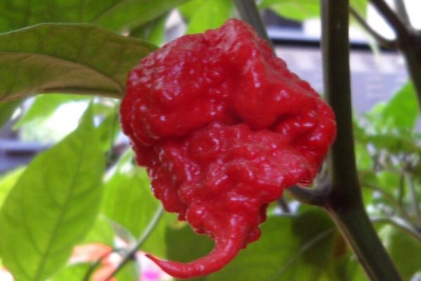 Carolina Reaper 5