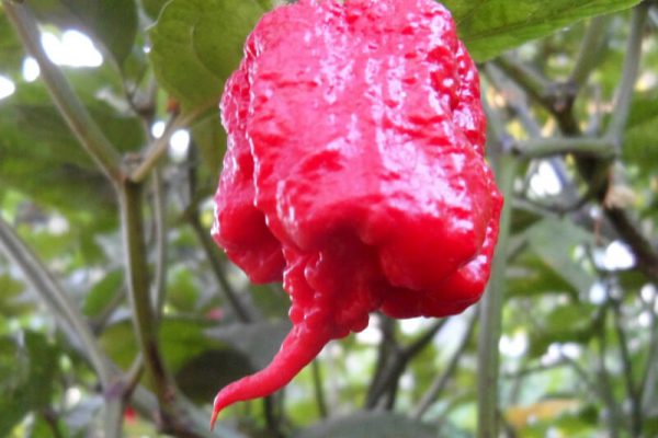 Carolina Reaper 6