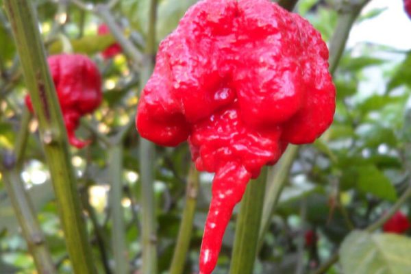 Carolina Reaper 7