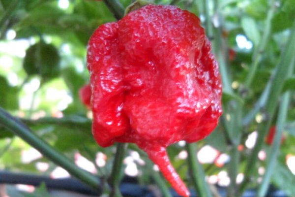 Carolina Reaper 8