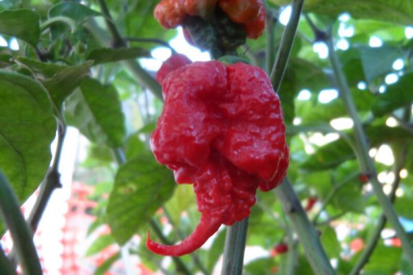 Carolina Reaper 9