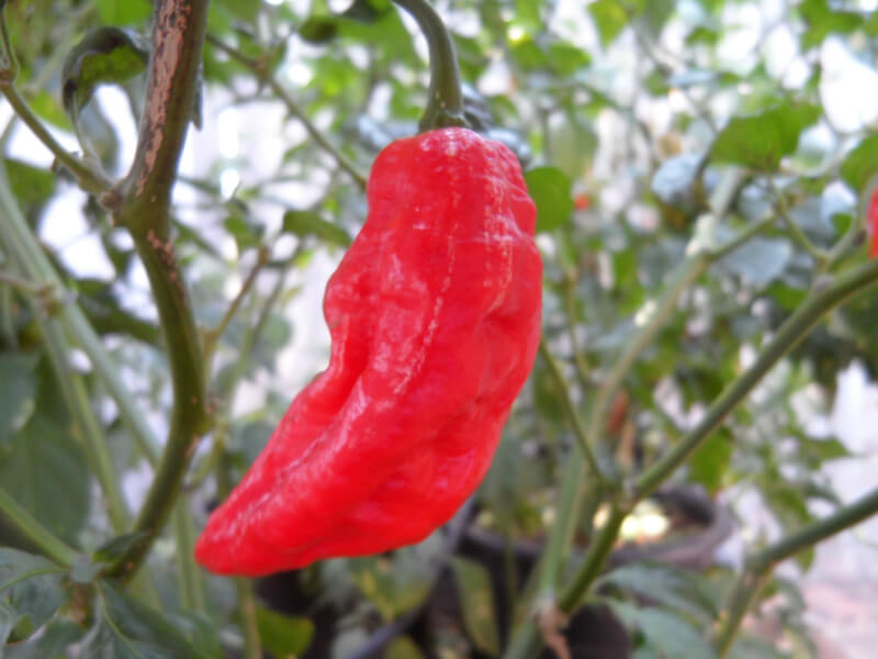 Chinese Naga 1