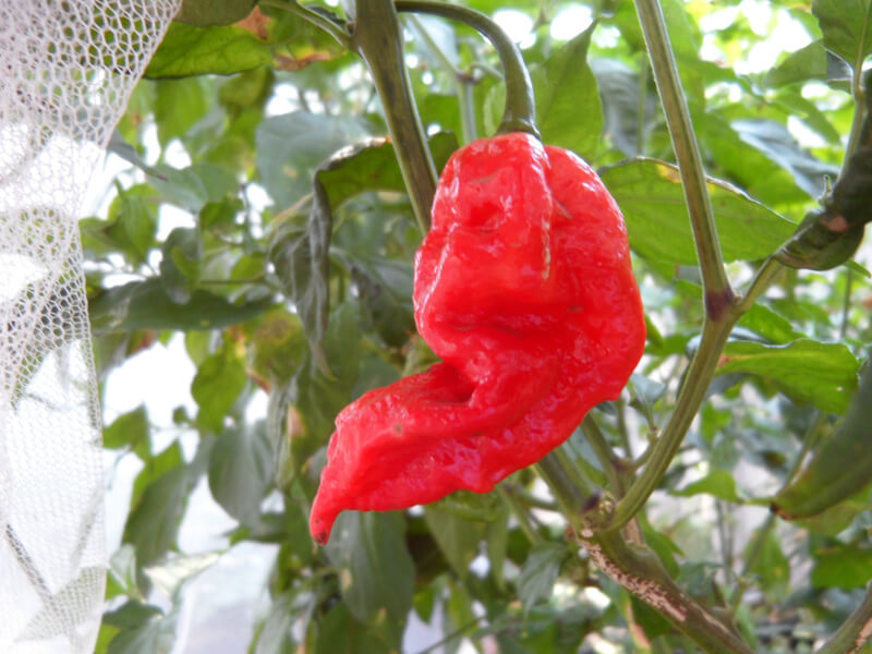 Chinese Naga 5